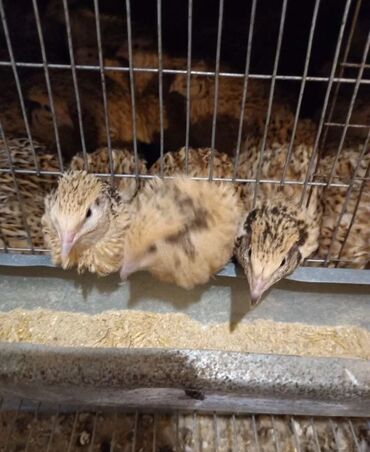 инкубаторские яйца: Продаю молодых перепелок золотой феникс! Мясо яичная порода!