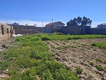 türkanda ev: 12 sot, Tikinti, Mülkiyyətçi, Kupça (Çıxarış) — 6