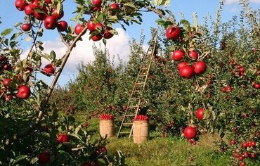контейнер 20 тонн цена бишкек: Продаётся действующий бизнес большой яблоневый сад площадью 7.5