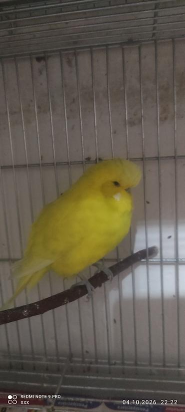 pitbul sekilleri: Sarı rəngli dalmatian/budgerigar (papuqay) – parlaq, yeknəsəq — 3