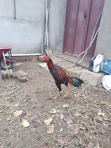heyrati barter: Xoruz, Heyratı, il: 1 — 8