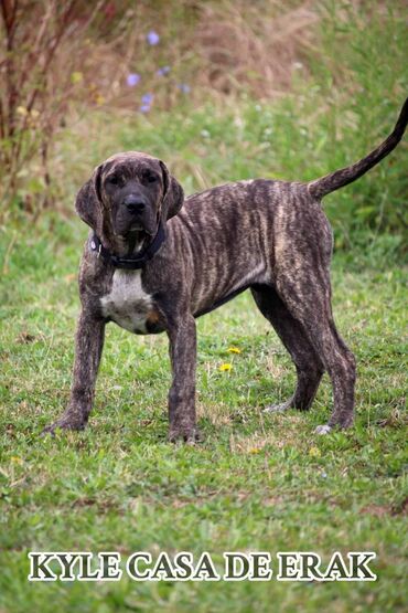 Psi: Štenci Presa Canario, ostenjeni 24.5.2023 godine. Kuba Kira je rođena — 5