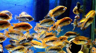 Balıqlar: Cixlid balığı — 11