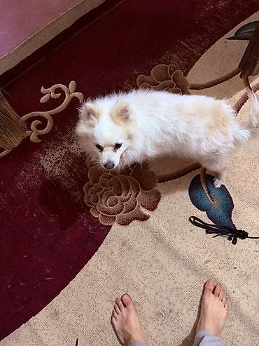 spitz it: Şpitz — 1