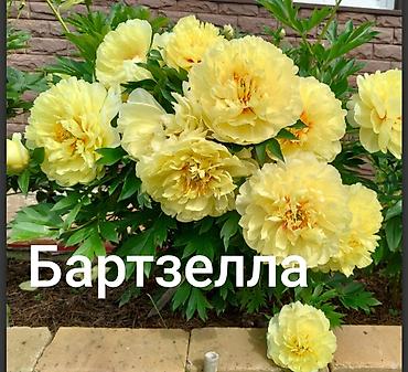 кой сойу: Корни пиона из Голландии,по три почки . сорт Бартзелла ито гибрид — 1