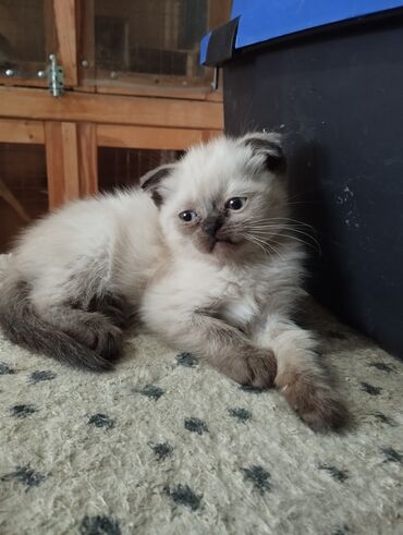 сколько стоят шотландские вислоухие котята: ! КОТЯТА! В ПРОДАЖЕ ШОТЛАНДСКИЕ КОТЯТА, СКОТТИШ ФОЛД И СКОТТИШ
