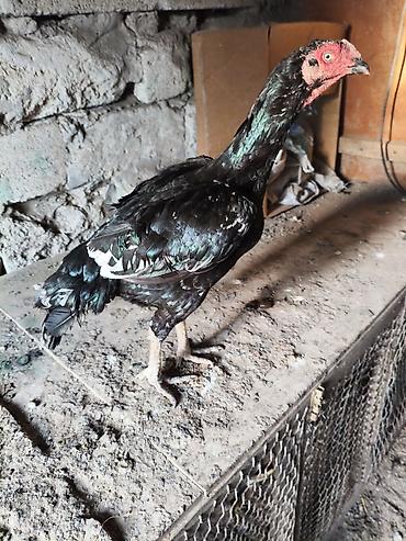 Digər quşlar: Heyvanlar merdekandadi. fikri ciddi olanlara etrafli melumat -da lalafo.az — 11 Digər quşlar: Heyvanlar merdekandadi. fikri ciddi olanlara etrafli melumat — 11
