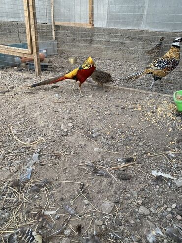 домик для кошки на улицу: Фазан декоративный (золотой и лимонный морфы) — красивые декоративные