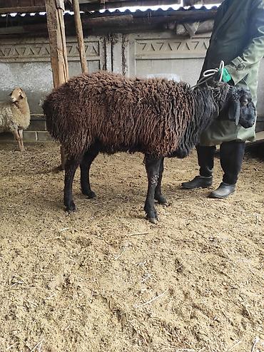 Баран, овца: Продаю | Овца (самка) | Для разведения | Ярка — 4