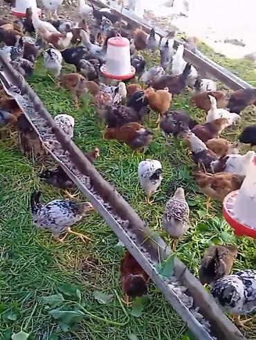 qarğa balası satılır: 4 aylıq yerli cücə diri çəkisi1200 qr təmizlənmiş 900 qr — 2