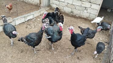 Inəklər, öküzlər: Erkək, Amerika, Ətlik, Ünvandan götürmə