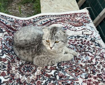 серая сибирская кошка: Скотиш Фолд (Шотландская вислоухая), 9 месяцев, Мальчик, Серый, Приучена к лотку