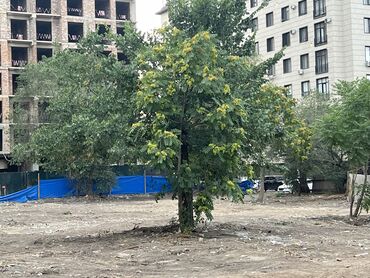 ножовка по дереву цена бишкек: Продам все деревья, которые есть на фото, каждое