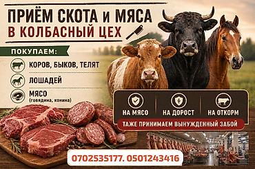 бекер мышыктар: Скупка быков коров лошадей вынужденный забой и колбасный цех. Мы — 2