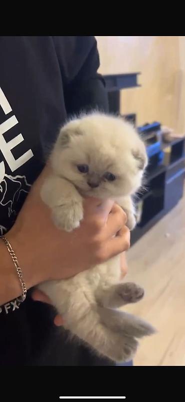 Pişiklər: Şotland — 10