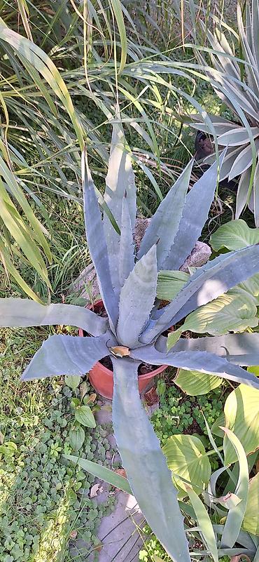 кончи: Агава американская (Agave americana) в горшке - Крупное декоративное — 4