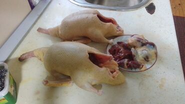 Ördəklər: Lal ördek balaları 1 ana 13 bala 3 heftelikdiler aqır çekili rengleri — 9