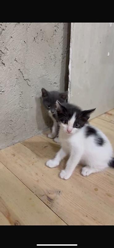 tap.az pişiklər: Yaxşı əllərə — 2