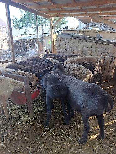 Баран, овца: Продаю | Овца (самка) | Для разведения | Матка at lalafo.kg — 6 Баран, овца: Продаю | Овца (самка) | Для разведения | Матка — 6