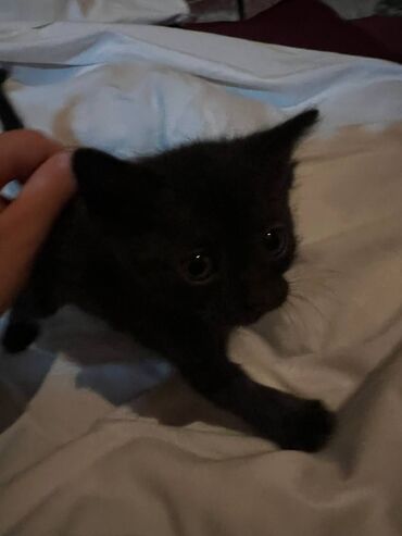 куплю домик для собаки: 🐈Котята ищут дом🐈.Отдам котят в добрые и заботливые руки✨ Котятам 1
