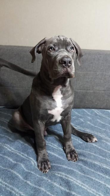 Продажа собак: Щенки кубинского питбультерьера, Подрощенные, 5 месяцев.,голубого — 2