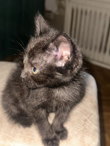 британская прямоухая кошка: В добрые, н пи лежневой руки ! Игривая кошка, 1 месяц, проглистована