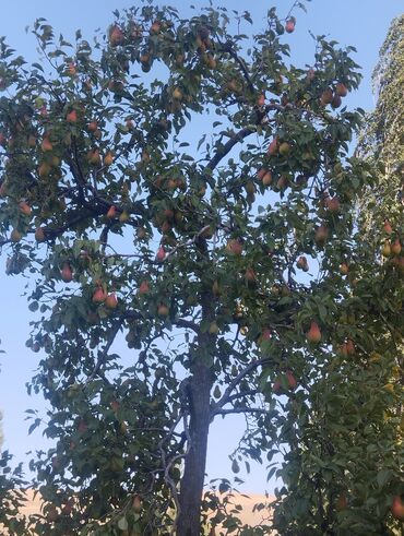 продать ячмень: Груша 🍐 
продаю