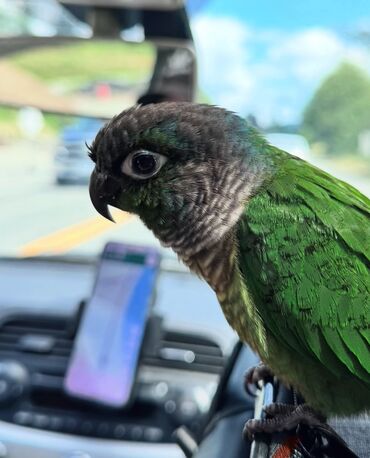 Tutuquşları: Conure erkək ayağı üzüklü