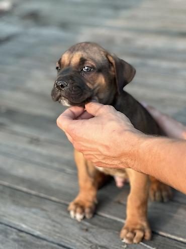 Psi: Rasa Cane Corso snažne građe) Starost: 45dana Boja dlake: nijanse — 3