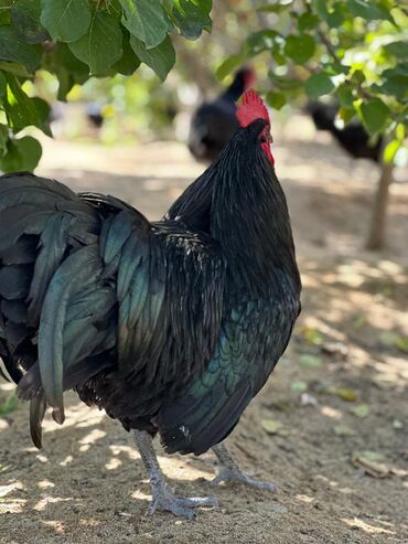 Xoruzlar: Xoruz, il: 1, Pulsuz çatdırılma — 4