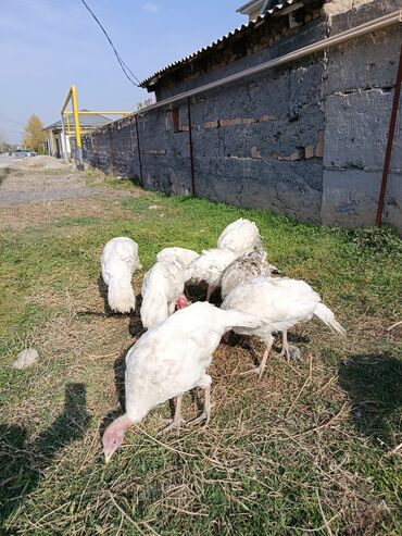 купить корм для перепелов несушек: Продаю | Индюшата | Для разведения