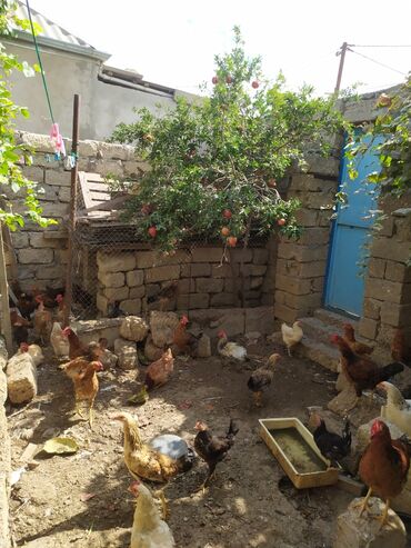 Bağ evlərinin satışı: Bakı, Kürdəxanı qəs., 110 kv. m, 4 otaqlı, Hovuzsuz, Qaz, İnternet, İşıq -da lalafo.az — 12 Bağ evlərinin satışı: Bakı, Kürdəxanı qəs., 110 kv. m, 4 otaqlı, Hovuzsuz, Qaz, İnternet, İşıq — 12