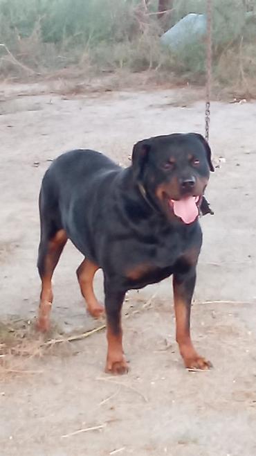 kanqal itleri: Rotveyler, 2 il, Erkək, Peyvəndli, Rayonlara çatdırılma — 6