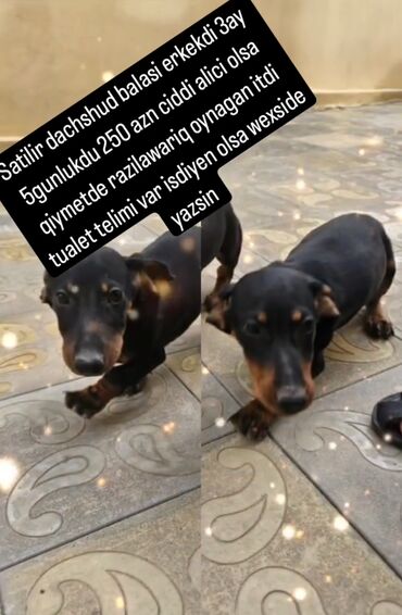 отдам в хорошие руки щенка маленькой породы: Dachshund (taksa) balası – erkək - Yaş: 3 ay 5 gün - Rəng