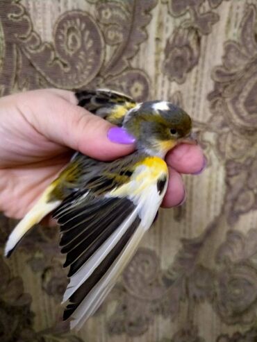 Bülbüllər: Salam. Bulbul satilir. 10 ayliqdi. Fevral ayinin qusudu. Oz qusumun -da lalafo.az — 3 Bülbüllər: Salam. Bulbul satilir. 10 ayliqdi. Fevral ayinin qusudu. Oz qusumun — 3