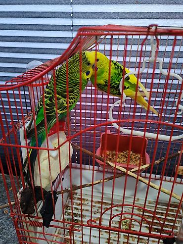 Tutuquşları: Gözəl rəngləri olan çox qızğın cütlükdülər qəfəs qarşığ satılır — 5