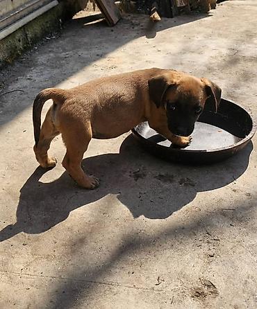 Продажа собак: Щенки смешанной породы - Окрас: рыжий/палевый с тёмной мордочкой. - — 1