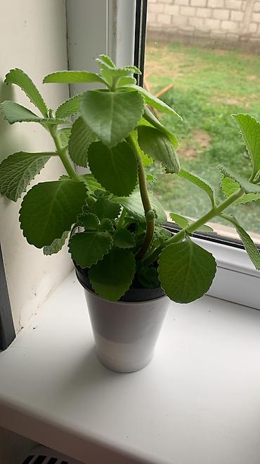 Китайская роза (Гибискус): Папоротник 650 сом китайская Роза гербера. Шефлера 150.сансевьера — 11