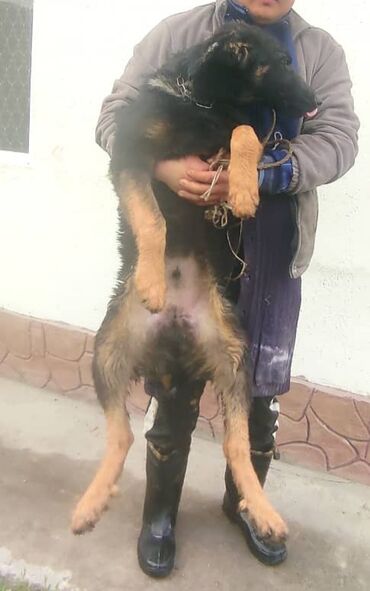 пекинес собака: Продается щенок немец 6 месяц
