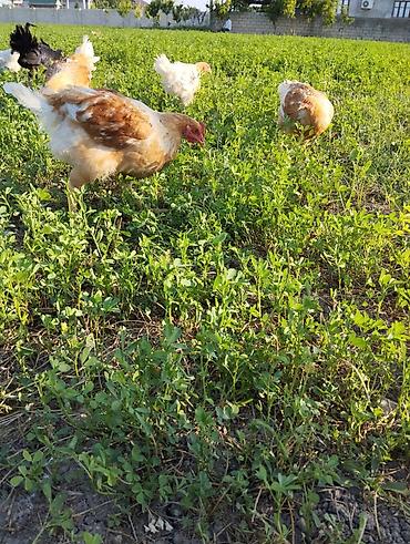 ördək balası və cücə: Saf qan Avstrolorp və Lohman brown xoruzları satılır. Real alıcıya — 3