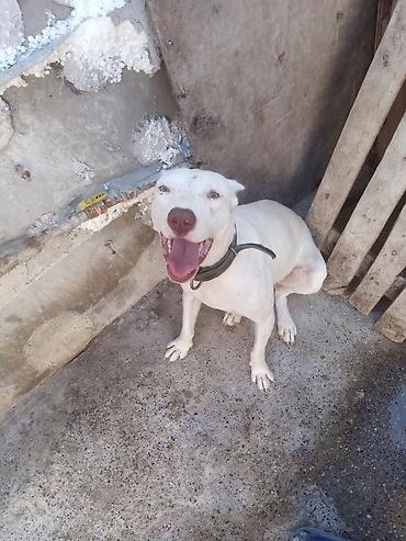 qanqal itleri: Pitbul, 1 il, Dişi, Peyvəndli — 2