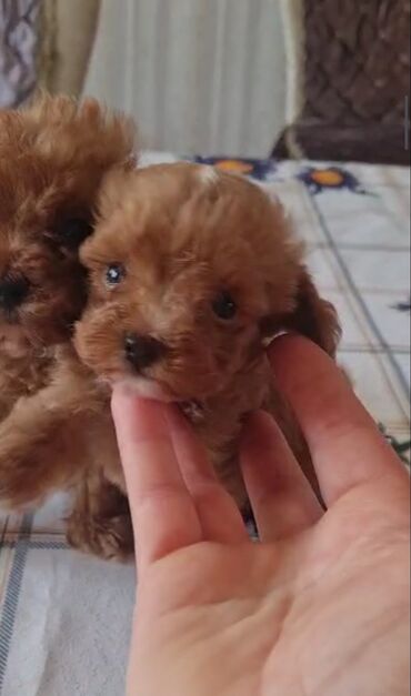 İtlər: Pudel, 3 ay, Erkek, Peyvəndli, Ünvandan götürmə — 6