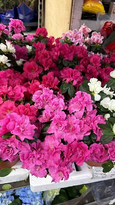 Герани и пеларгонии: Комнатные цветы в горшках — ассортименты расцветок - Цикламен — 26