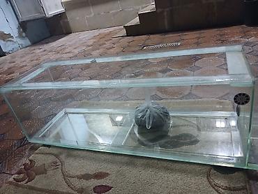 akvarium zavod istehsali: 140x40x40 10luq şüşədi çox təcili samp sistemli sapın iç ləvazimatları — 1