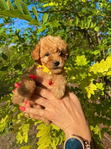 Psi: Odgajivacnica pasa "Happy Puppies" ima u ponudi muzjake patuljaste i — 8