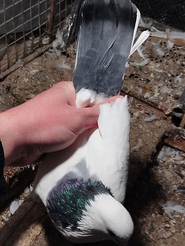 Göyərçinlər: Salam Aleykum çep maya tutulmadi dikelib oynuyan qusdu maya 25m — 6