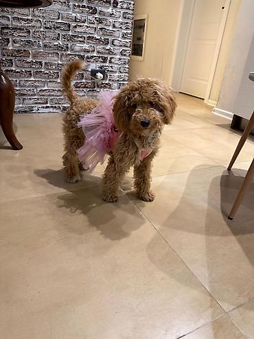 maltipoo mini: Maltipu (Maltipoo) balası – dişi Rəng: “ice gold” / buzlu krem Doğum — 6