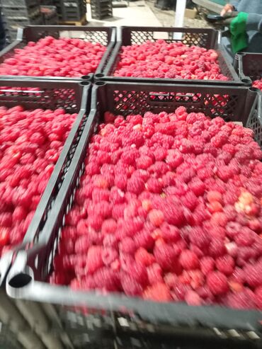 удобрение для малины: Малина Оптом