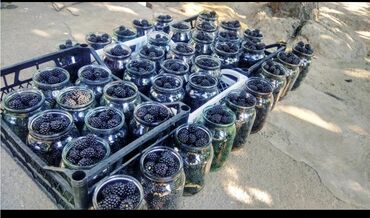 Фрукты и ягоды: Саженцы Ежемалины!!! " Сорт ТорнФри " Без шипов и колючек .Этот сорт — 2