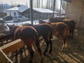 срочно продаю в связи с переездом: Продаю | Жеребенок